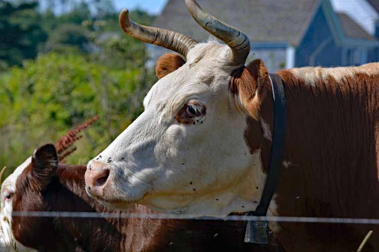 cattle